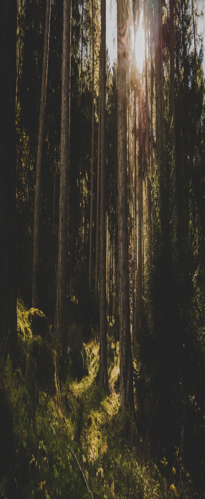 Forêt protégée par l'action de France Déménagement